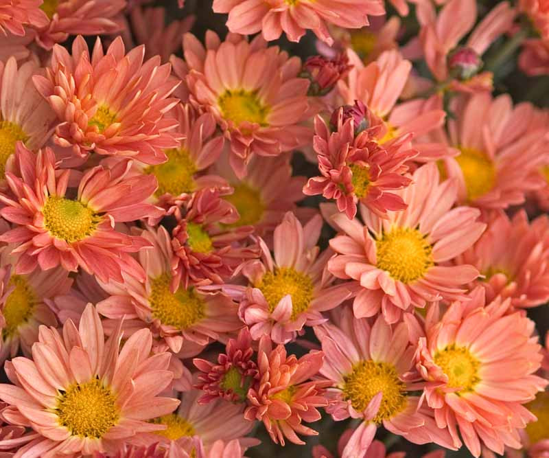 Chrysanthemum 'Rhumba'